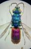 Chrysis sp.